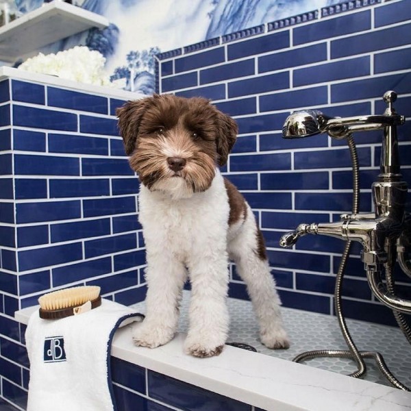 Doggie Bath & Ceramic Tile - Keith Clay Floors